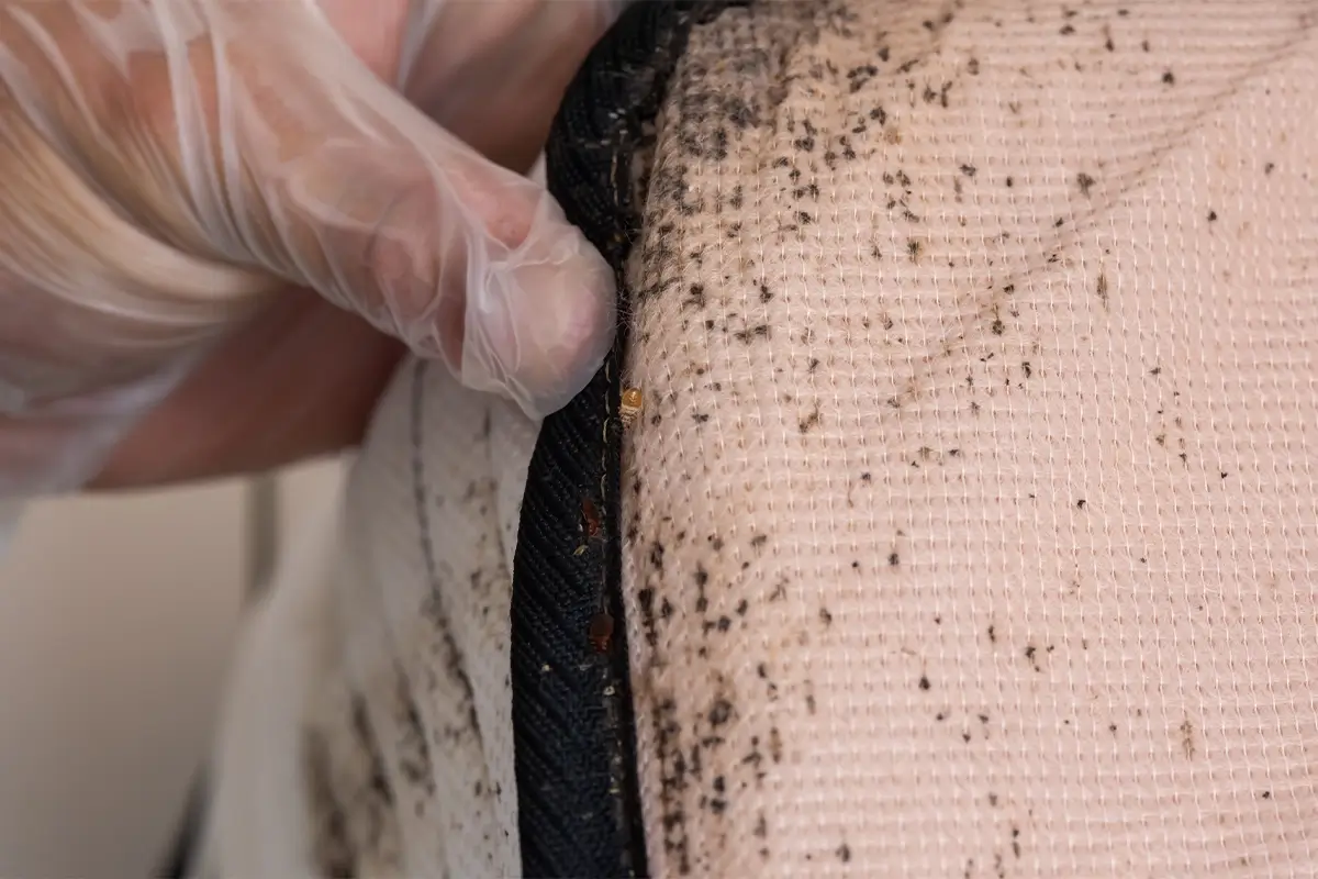 biohazard cleanup and bedbugs